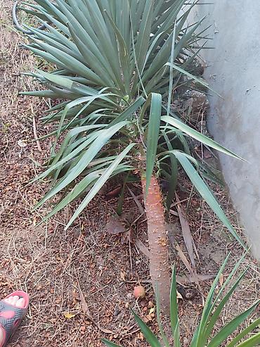 toptan gul satisi bakida: Yucca (Yukka) dekorativ kollar – bağ və həyət üçün - Növ: Yucca — 4