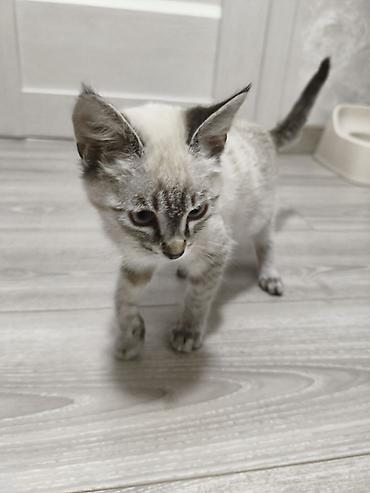 скоттиш страйт: Кошка даром: Сиамская, 4 месяца, Девочка, Приучена к лотку — 2