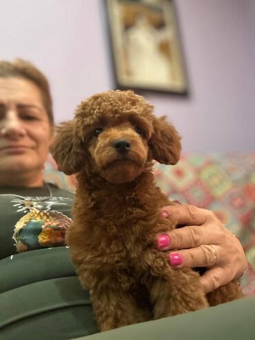 Psi: Nasa odgajivacnica se nalazi u Indjiji i bavimo se uzgojom pasa 15 — 15