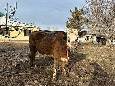 Коровы, быки: Продаю | Тёлка | Симментальская | На забой, Для разведения, Для молока | Не стельные, Племенные, Искусственник — 1