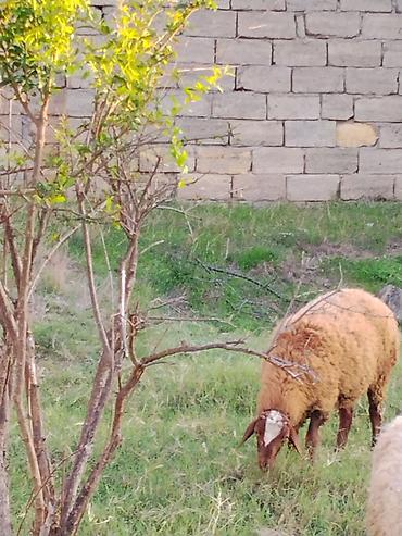 qaz ve ordek satisi: Salam anblad bala ərkəydi sağlam heyvanard qoyun yasdd. riyal alcye — 2