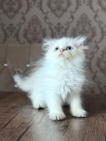 Pişiklər: Britan, Yaxşı əllərə — 3