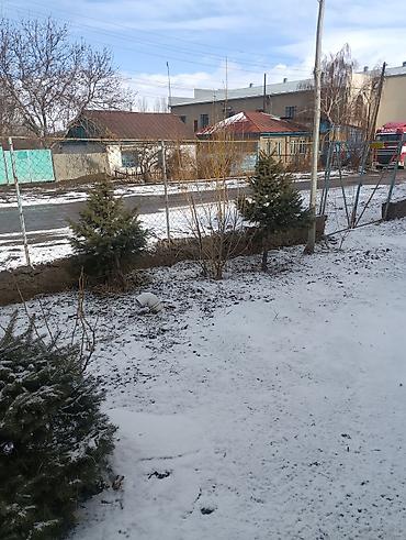 Другие декоративные деревья: Продаются декоративные деревья и кустарники для озеленения участка. В — 6