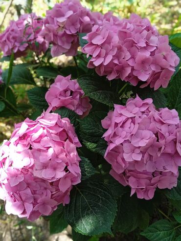 heyet ucun metlaxlar: Artılmaları satılır Hortensiya (Hydrangea macrophylla) – çəhrayı