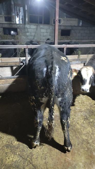 Коровы, быки: Продаю | Бык (самец) | На откорм — 3