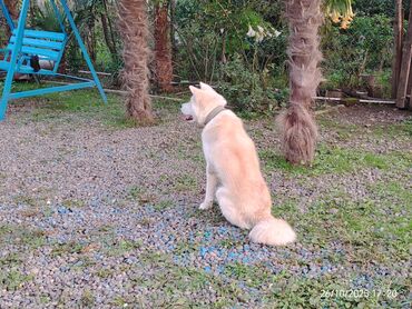itler coban: Akita-inu, 1 ay, Erkek, Ödənişli çatdırılma lalafo.az -da itler coban: Akita-inu, 1 ay, Erkek, Ödənişli çatdırılma