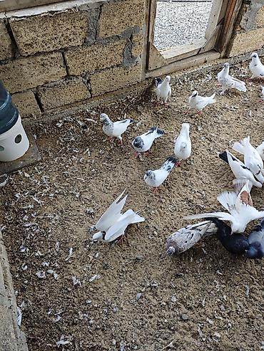 naxcivan heyvan elanlari: Tərgizmələr hamisi birlikde satilir tek tek satilmir unvan sumqayit — 10