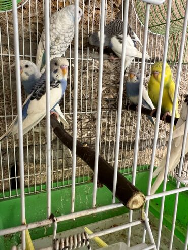 qaşqaldaq quşu: Volnisti 14 Azn korella 40-70 Azn Qəfəslərdə var