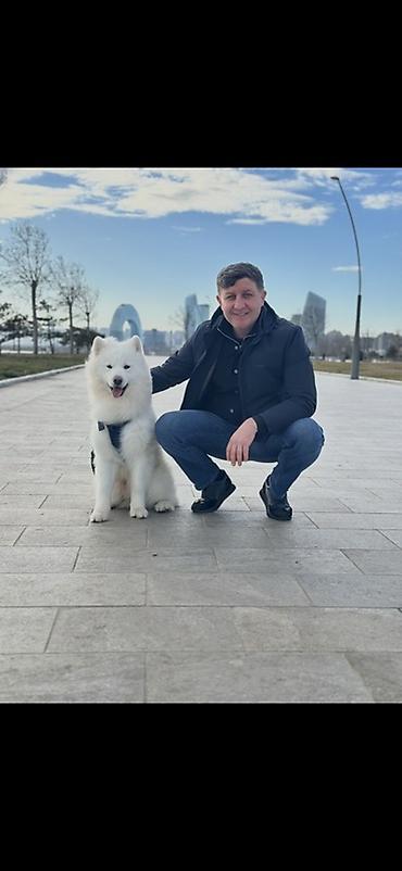 cutlesdirmek: Samoyed, 2 il, Erkək, Cütləşmə üçün — 2