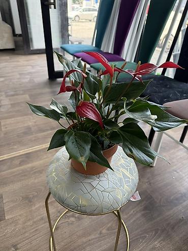 Антуриумы: Антуриум (Anthurium) в горшке - Компактный куст с плотными глянцевыми — 8