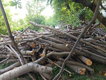 дрова карагач: Продаётся древесина вишни 🍒🌳 Общий объём — примерно 3–4 «Портера». 💰 — 1