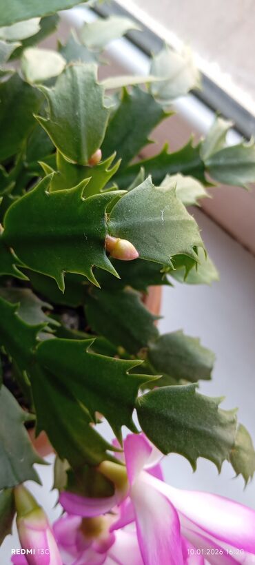 Декабристы: Шлюмбергера (декабрист) в горшке - Комнатное цветущее растение с — 5