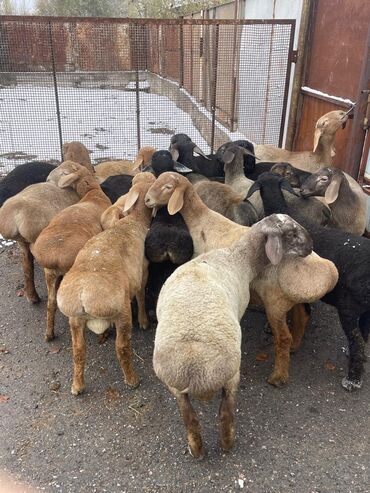 сх животные и товары: Продаю | Овца (самка), Баран (самец) | Арашан | На забой, Для разведения | Осеменитель, Ярка
