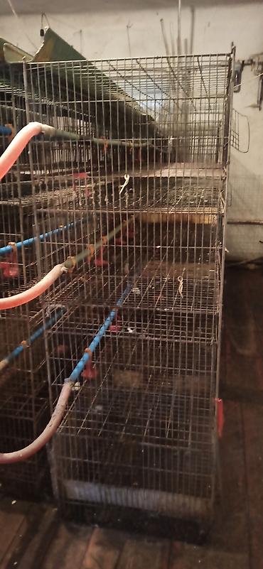 Товары и оборудование для с/х животных: Клеточные батареи для содержания птицы (кур-несушек/перепелов) — 3