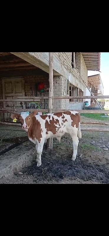 Dana, buzov: Satılır: 3 baş cins buzov - Növ: ətlik-südlük istiqamətli simmental -da lalafo.az — 5 Dana, buzov: Satılır: 3 baş cins buzov - Növ: ətlik-südlük istiqamətli simmental — 5