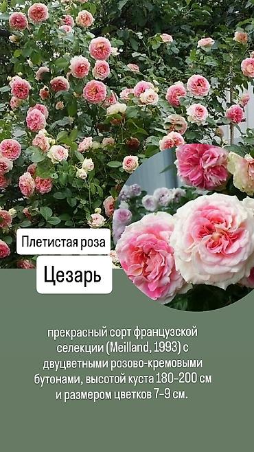 сколько стоит 101 роза в кыргызстане: Саженцы Платная доставка — 9