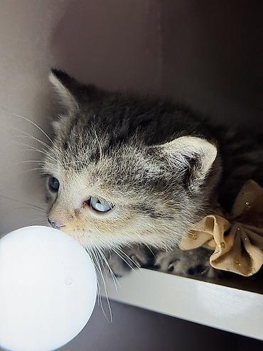 Pişiklər: Britan, Erkək, Ünvandan götürmə — 7