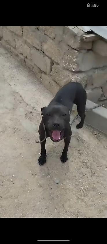 pitbul itlər: Pitbul, Peyvəndli — 5