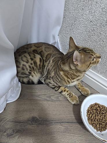 Pişiklər: Benqal, Dişi, Ünvandan götürmə — 1