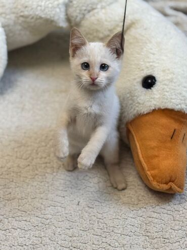 кошка с разными глазами: Кошка даром: Беспородная, 2 месяца, Мальчик