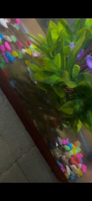 Balıqlar: Sülhsevər, Ünvandan götürmə -da lalafo.az — 2 Balıqlar: Sülhsevər, Ünvandan götürmə — 2