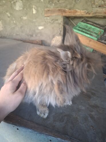 Dovşanlar: Uzun tüklü dekorativ dovşan - Növ: dekorativ, uzun tüklü (aslanbaş — 10