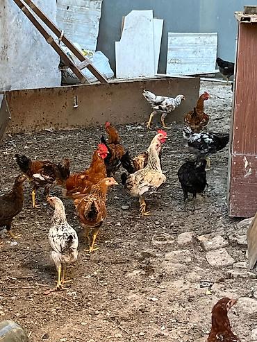 etlik cuceler: 17 ədəd kənd çolpası sabirabaddan gəlmədi toyuğun öz balasıdı 6 beçə — 1