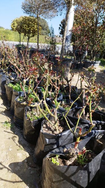 Ağaclar: Xan cinar 3metir 4 metrlik 15 azin çox alsaz mzakire olunacaq — 12