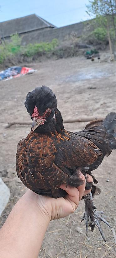 Toyuqlar: Toyuq, Damazlıq — 3