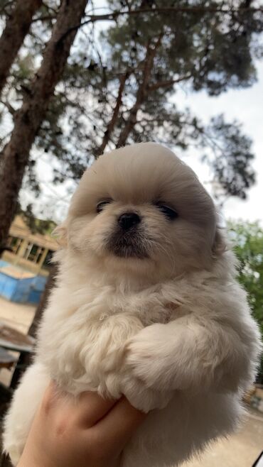 İtlər: Pekines, 2 ay, Dişi