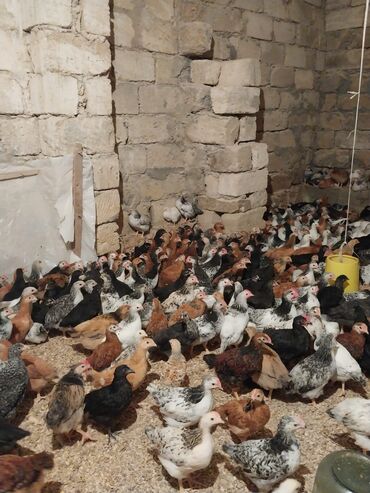 Toyuqlar: Toyuq, Australorp, Damazlıq, Ödənişli çatdırılma