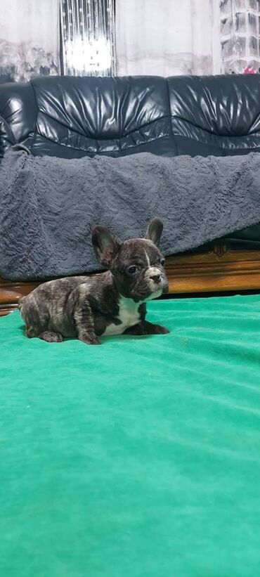 Psi: Francuski buldog štenci egzotičnih boja veseli umiljati, stručno na lalafo.rs — 8 Psi: Francuski buldog štenci egzotičnih boja veseli umiljati, stručno — 8