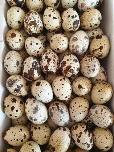 домашние птицы: Яйцо перепелы крупные домашние. Инкубационные и пищевые. Есть