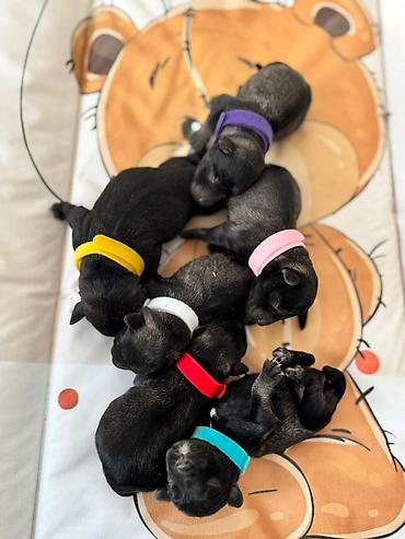 Psi: Patuljasti Snaucer Biber so boja 5 zenki 1 muzjak Stenad su iz — 2