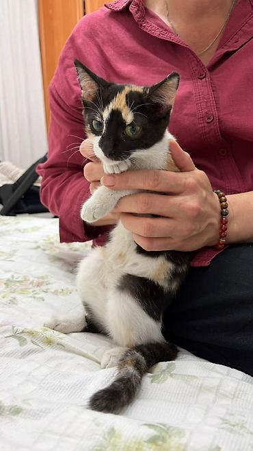 мяу мяу: Кошка даром: Беспородная, Девочка, Приучена к лотку — 1
