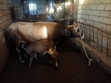 cins ineklerin satisi 2019: Dişi, il: 1, Damazlıq, Ünvandan götürmə