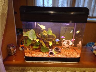 аквариум бишкек цена: Продаю аквариум с рыбами и декорацией. Цена 5500 сом. Звонить