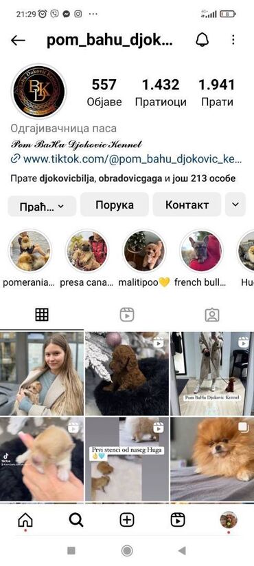 Psi: Maltipoo vrhinske genetike u registrovanoj odgaivacnici Bahu Djokovic na lalafo.rs — 10 Psi: Maltipoo vrhinske genetike u registrovanoj odgaivacnici Bahu Djokovic — 10