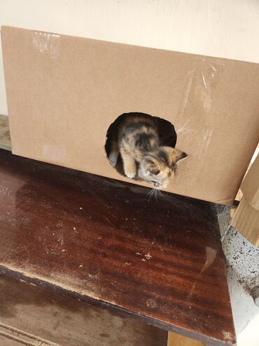 Pişiklər: Dişi — 13