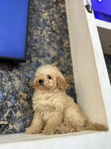 cuceye verilen adlar: Пудель, 3 месяца, Самец, С родословной, Бесплатная доставка