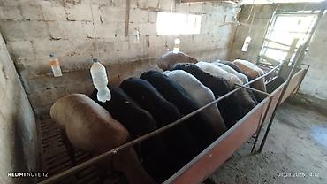 овец: Продаю | Овца (самка) | На забой | Матка — 4