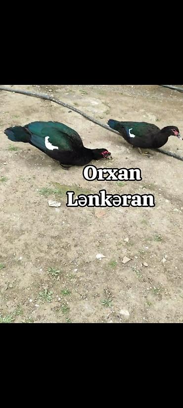 ördək balası və cücə: Salam, Təmiz Cins Amerikan sortu lal ördək balalarının və yumurta — 1