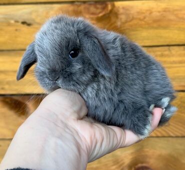клетка кролика: Продаю | Кролик самец | Декоративная
