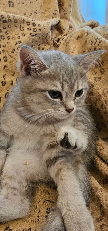 Pişiklər: Britan yastı qulaq, Erkək, Dişi, Yaxşı əllərə, Ünvandan götürmə, Pulsuz çatdırılma, Ödənişli çatdırılma — 54