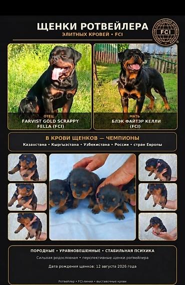 щенка шпиц: Щенки ротвейлера FCI, элитных кровей. Родители: - Отец: Farvist Gold — 1