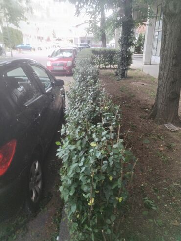 Kosilice i trimeri: Villager, Benzinska, Novo, Pokupiti na licu mesta — 7