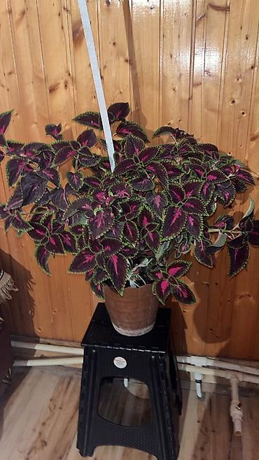 suni bitki: Kolyoz (Coleus) dekorativ yarpaq bitkisi – saksıda - Növ: Coleus — 1