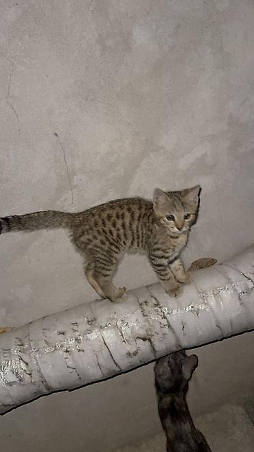 кошки сиамская: Отдам котят в добрые руки!! Есть три котенка рыжая и черно-серая — 3