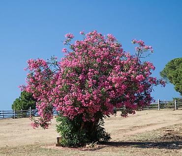 suni agac: Oleandr dekorativ həmişəyaşıl kollar. Oleandr (Nerium oleander) – — 1