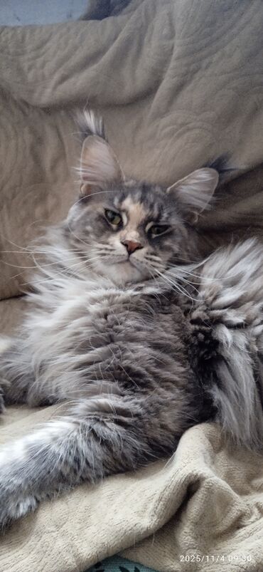 домик для кот: Мейн-кун, 1 год, Девочка, Проглистована, Приучена к лотку